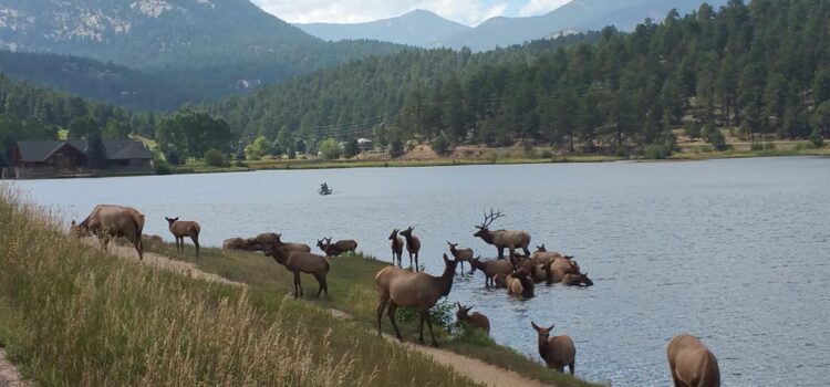 Denver Foothills Elk